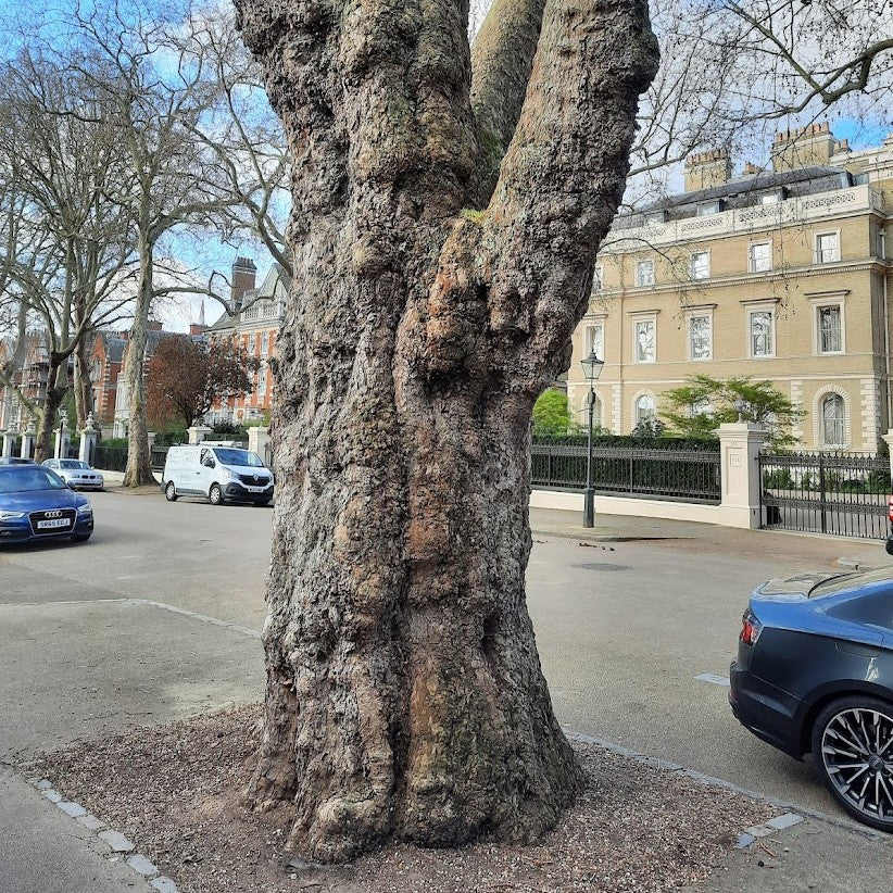 London Plane - Kensington Palace Gardens