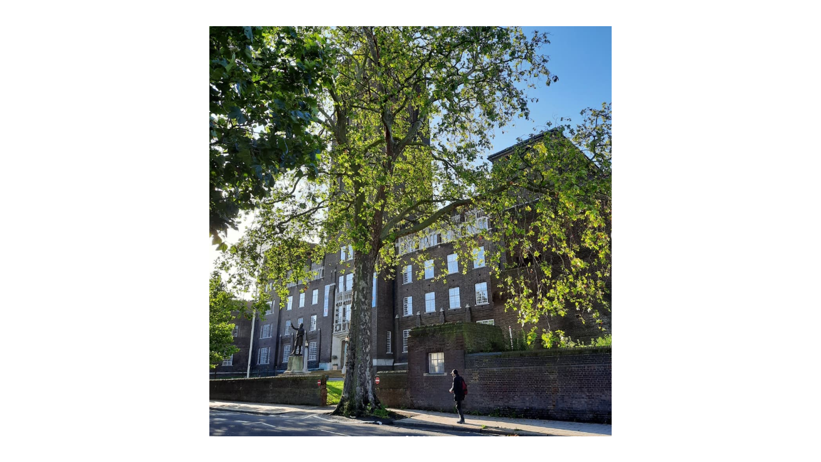 London Plane Denmark Hill