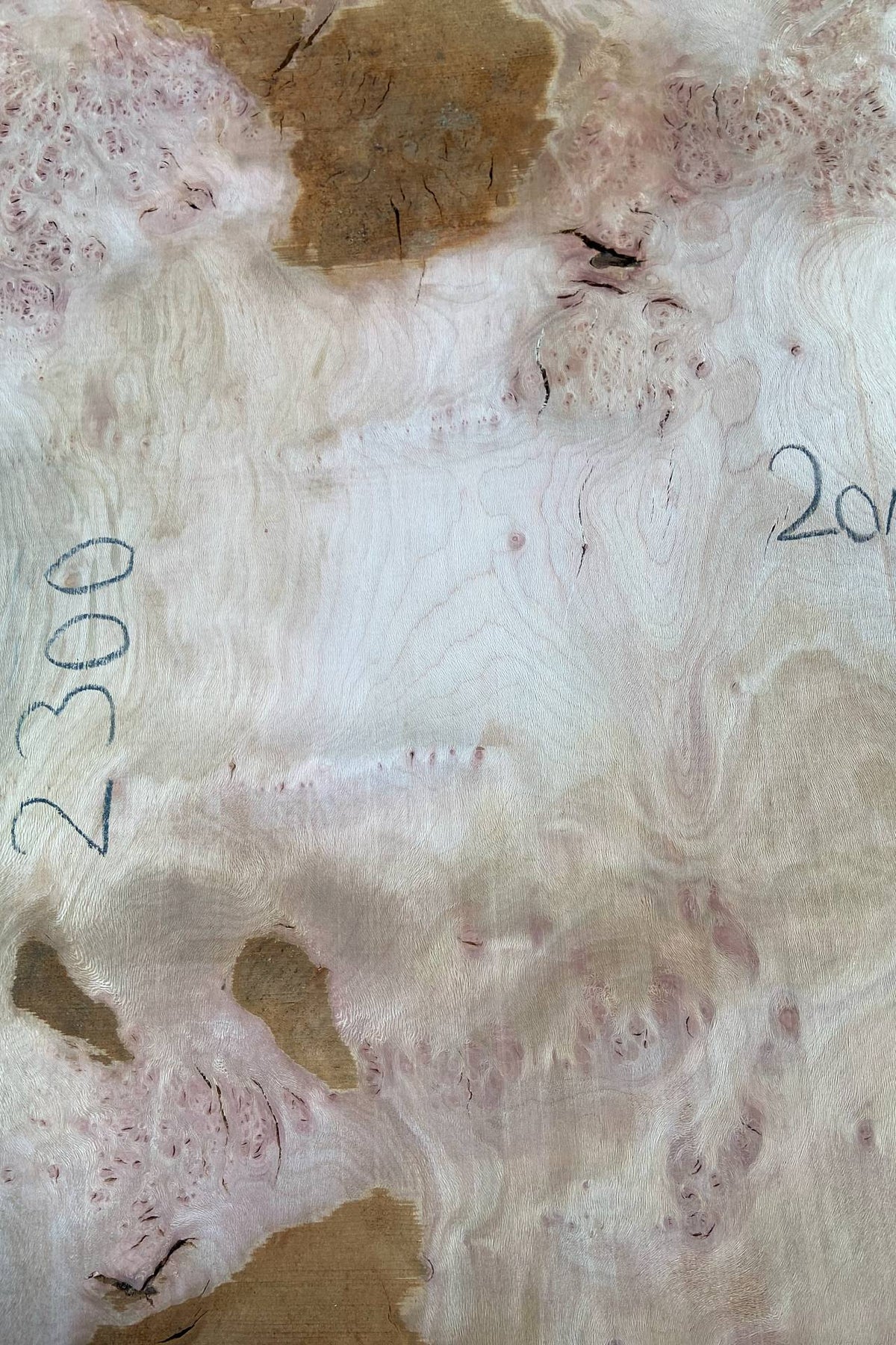 London Plane - Character board