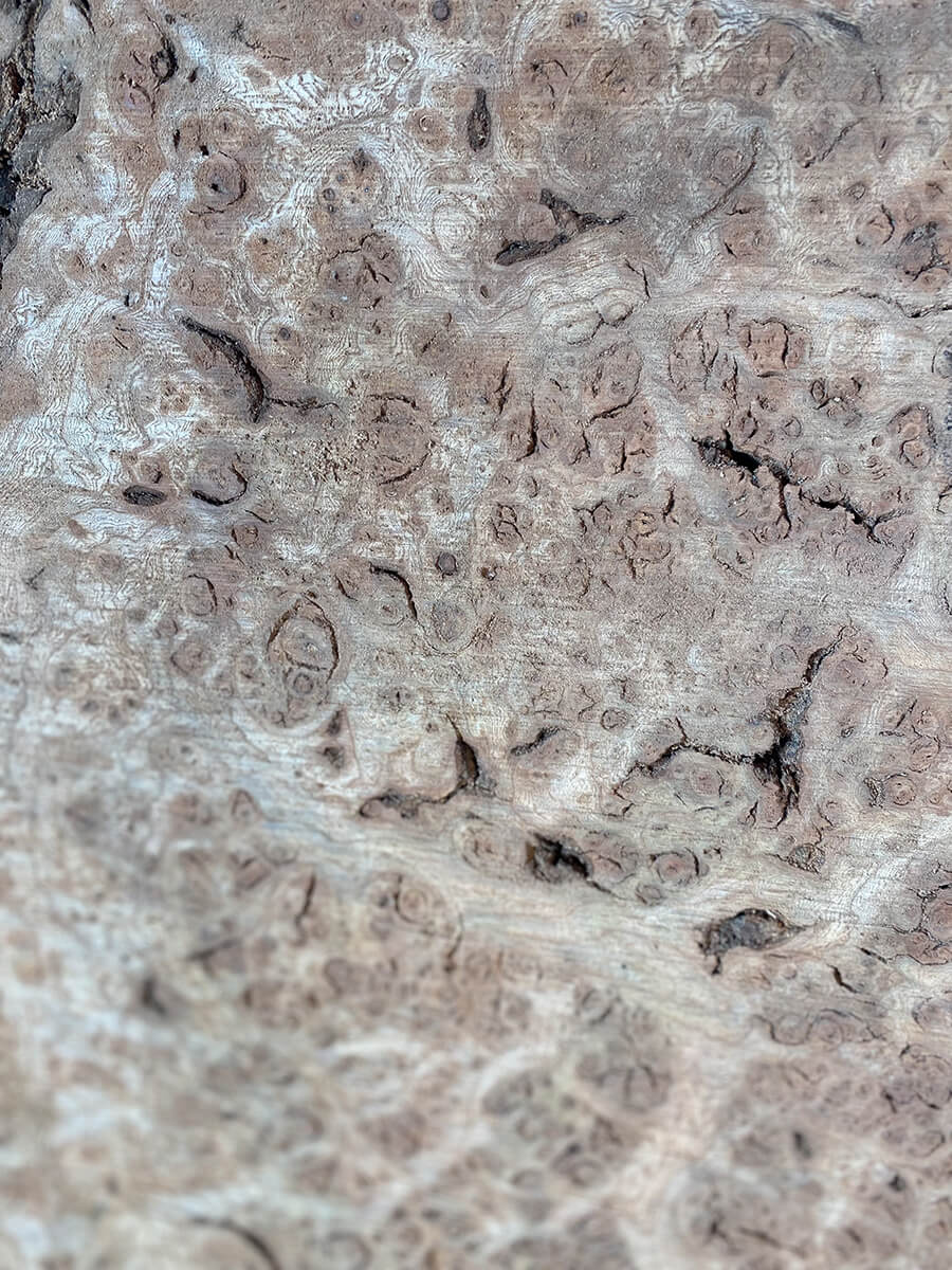 Elm - Burr Slab / Slice