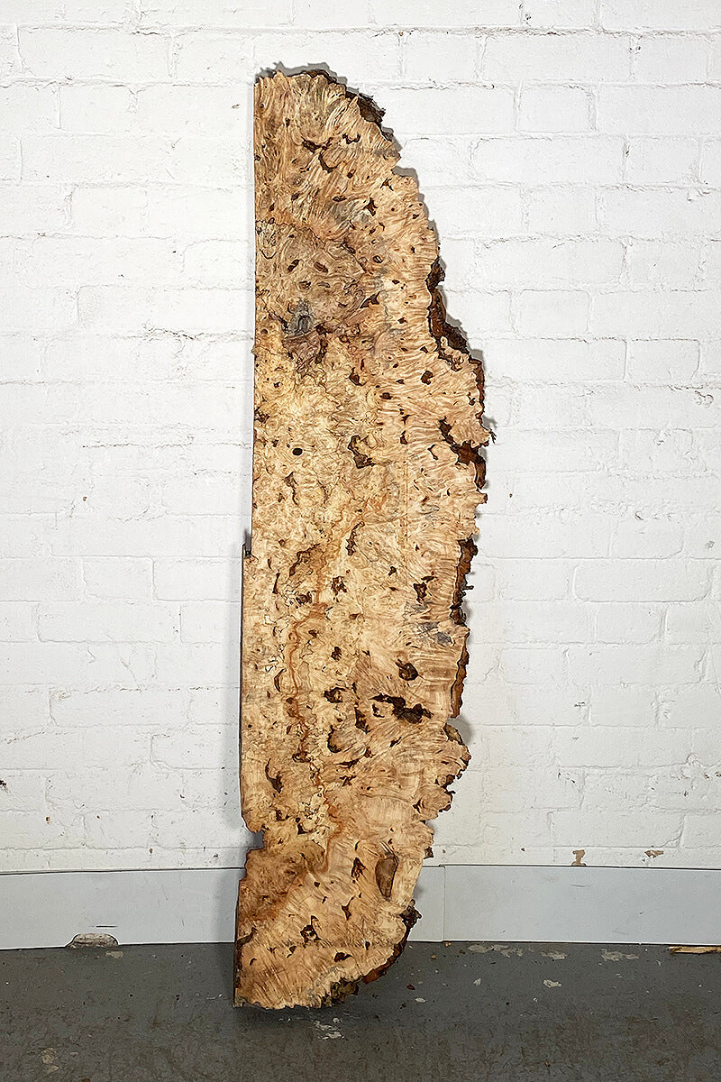 Horse Chestnut - Burr Board Back