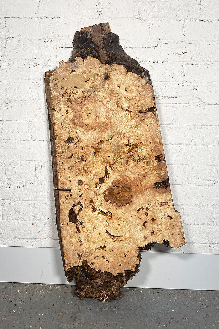 Horse Chestnut - Character Board