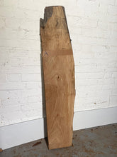 London Plane - Character Board