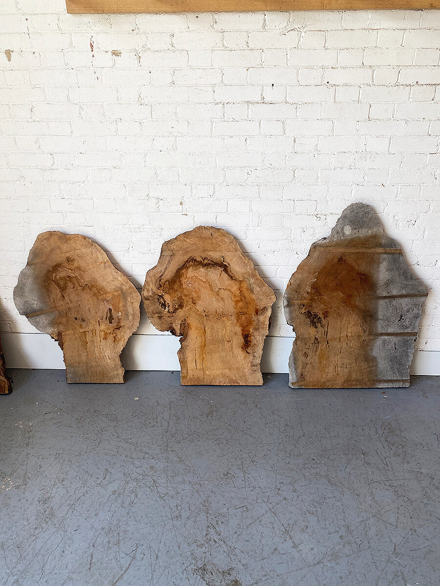 London Plane - Spalted Burr Boards