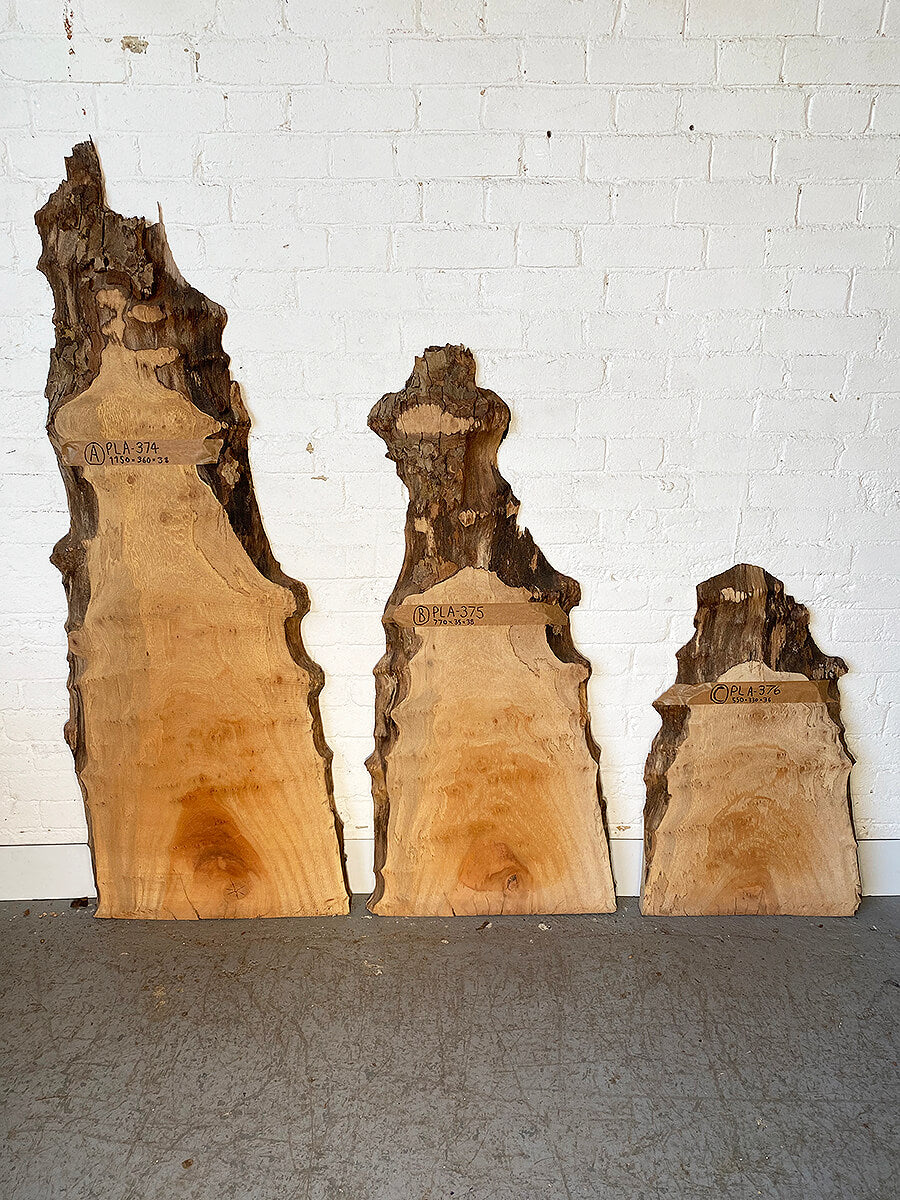 London Plane - Spalted Live Edge Boards