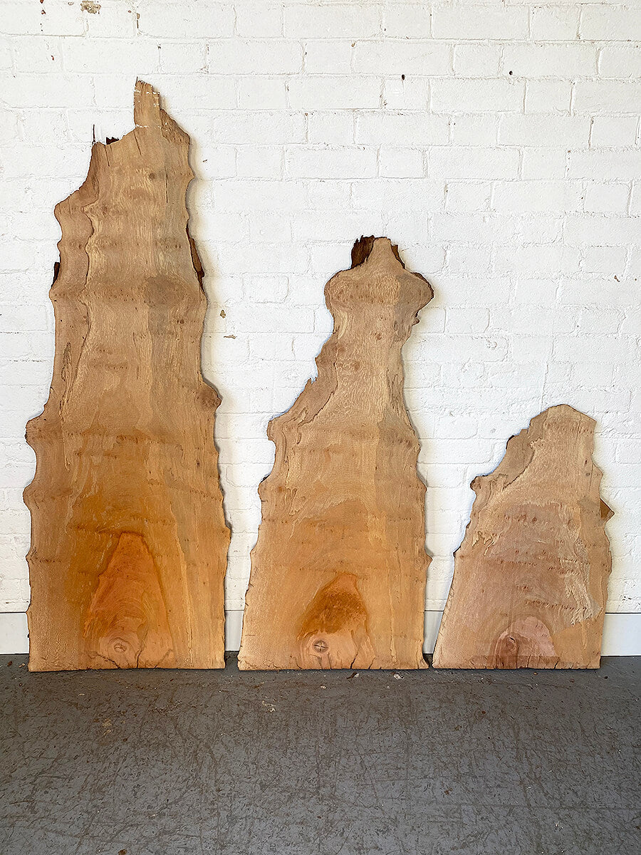 London Plane - Spalted Live Edge Boards