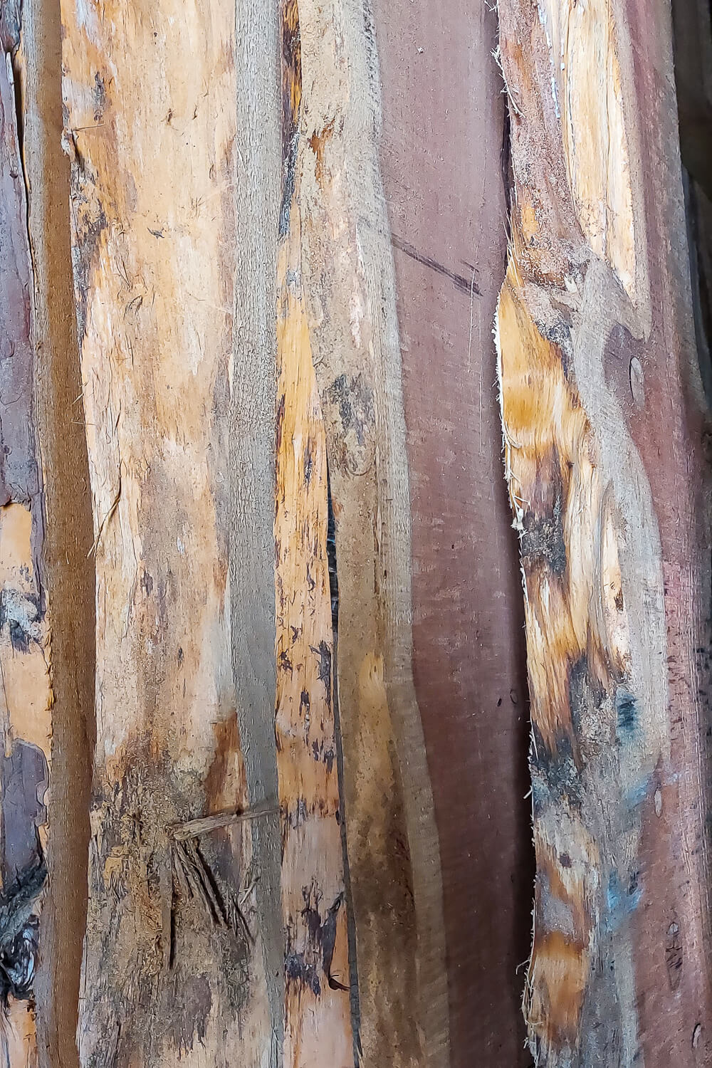 YEW