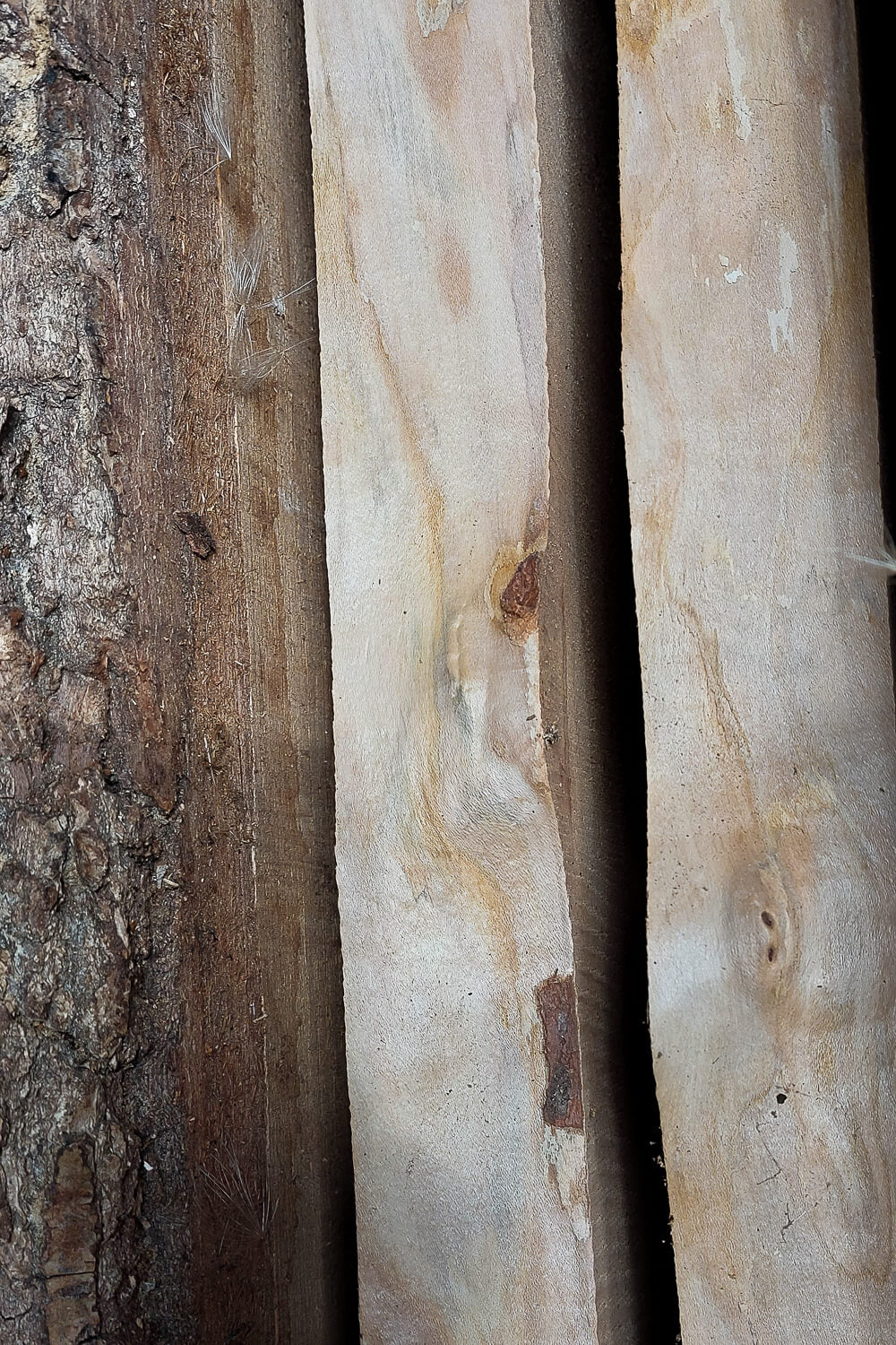 SYCAMORE