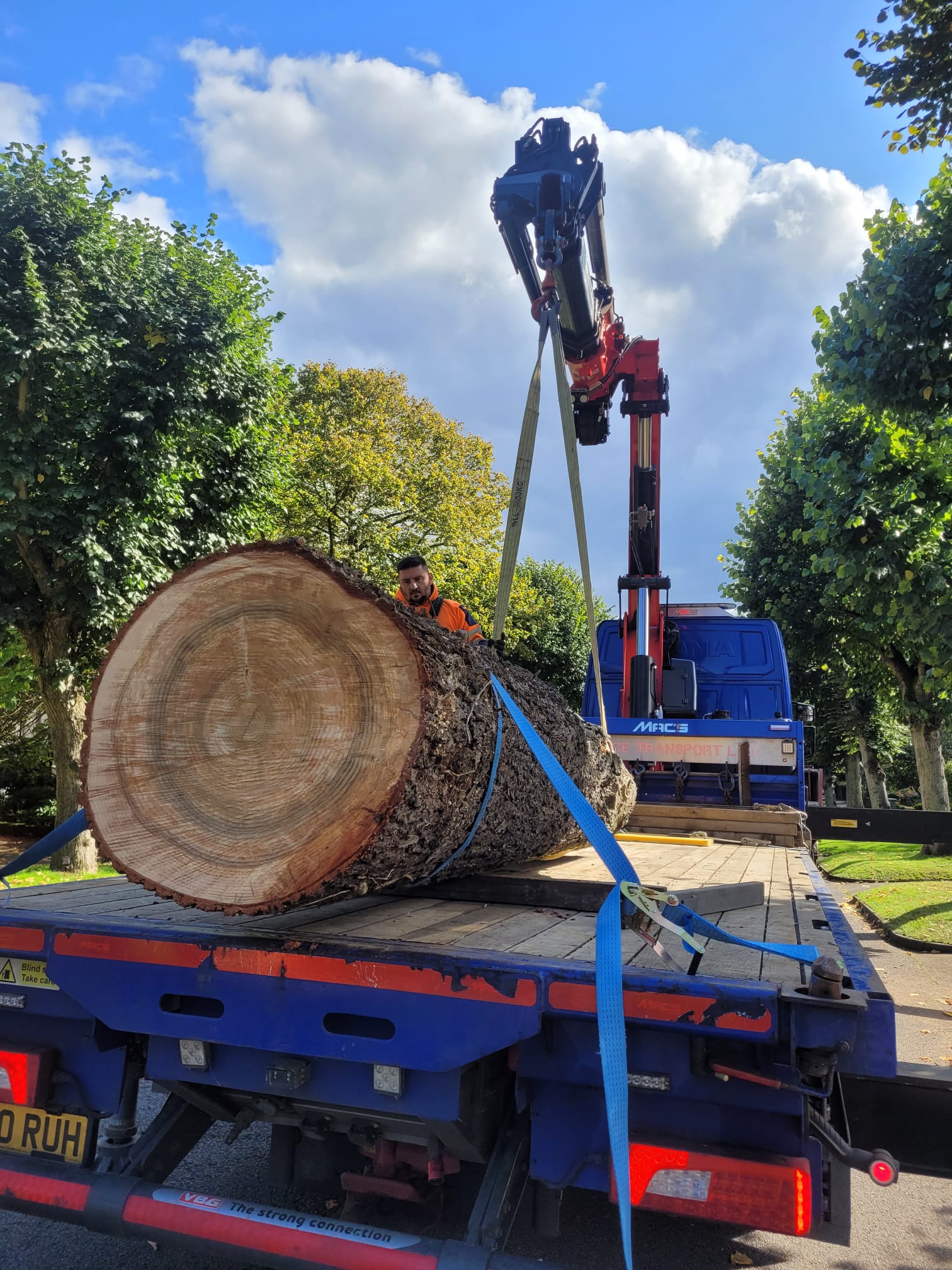 Blue Atlas Cedar - Highgate