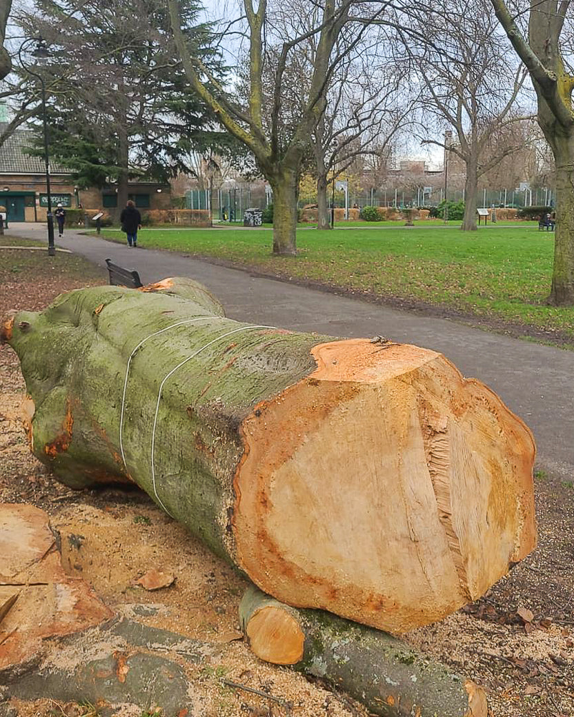 A copper beech tree trunk 