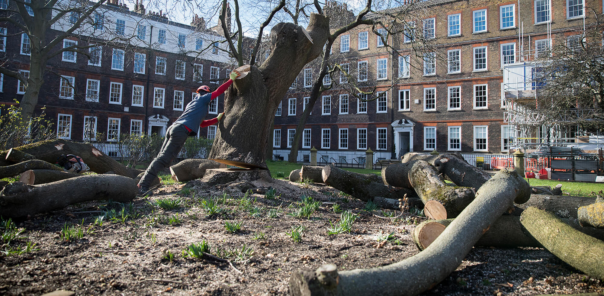 Paulownia tree being felled in London  