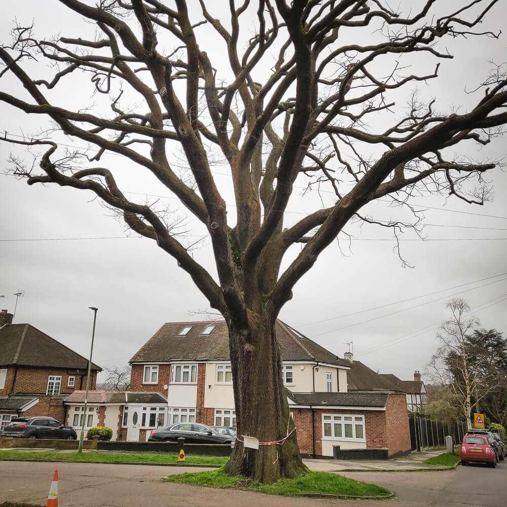 Oak tree in Barnet London