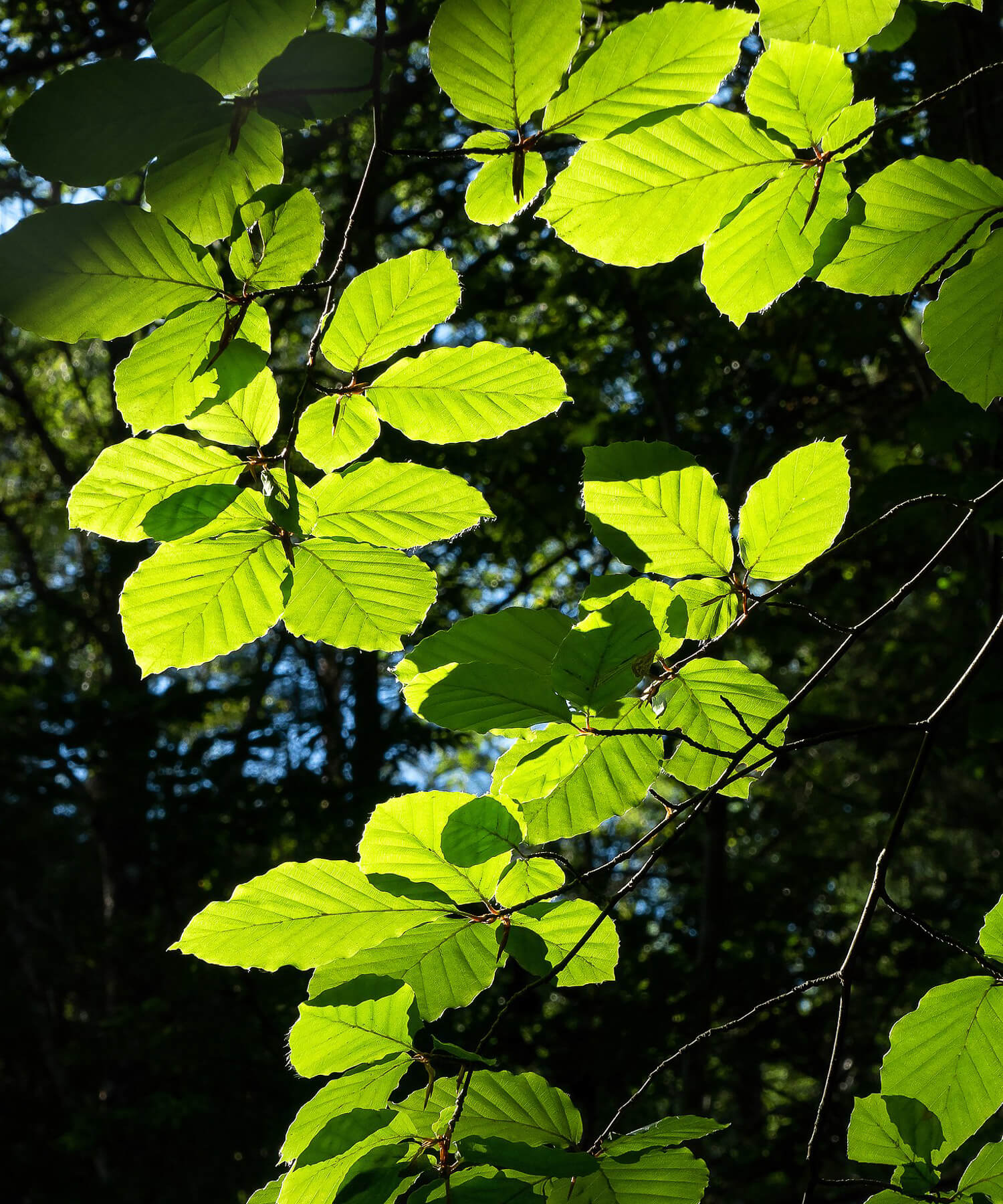 beech leaves in sunlight