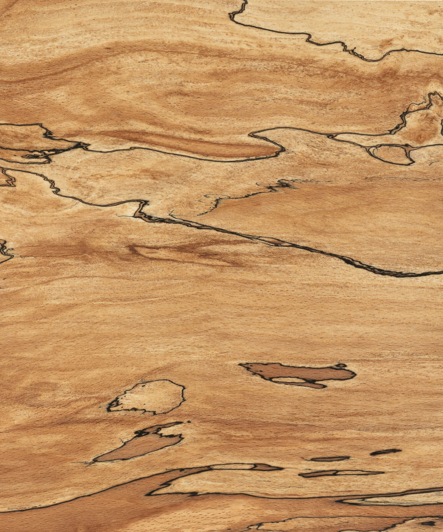 Oiled spalted beech timber grain close up