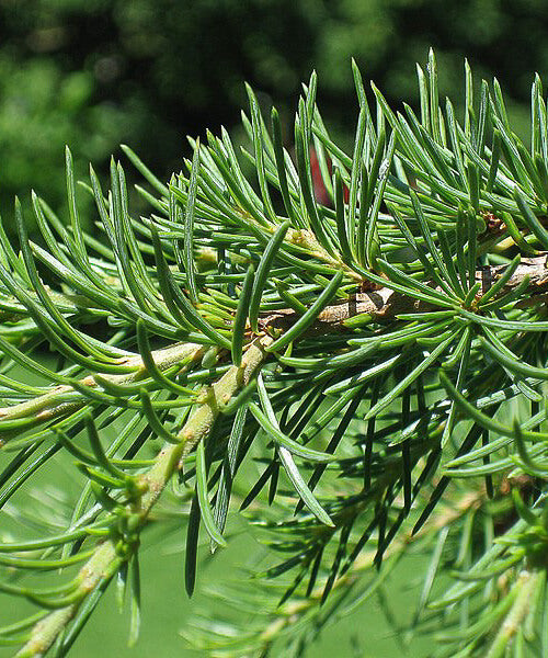 Cedar of Lebanon tree leaves
