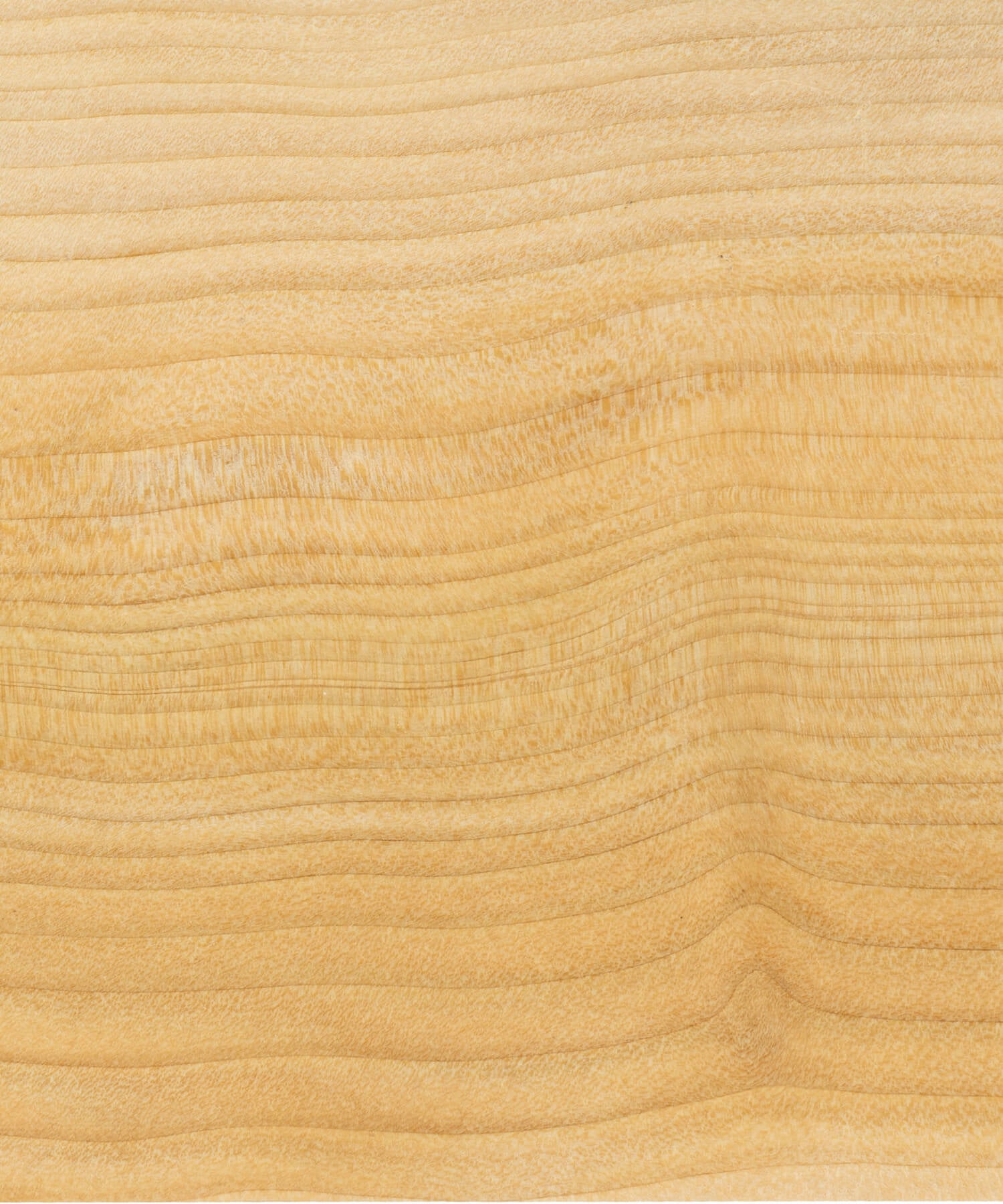 Oiled cedar of Lebanon timber grain close up