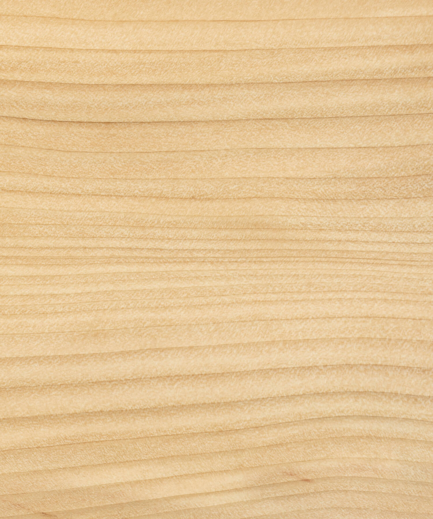 Unoiled cedar of Lebanon timber grain close up