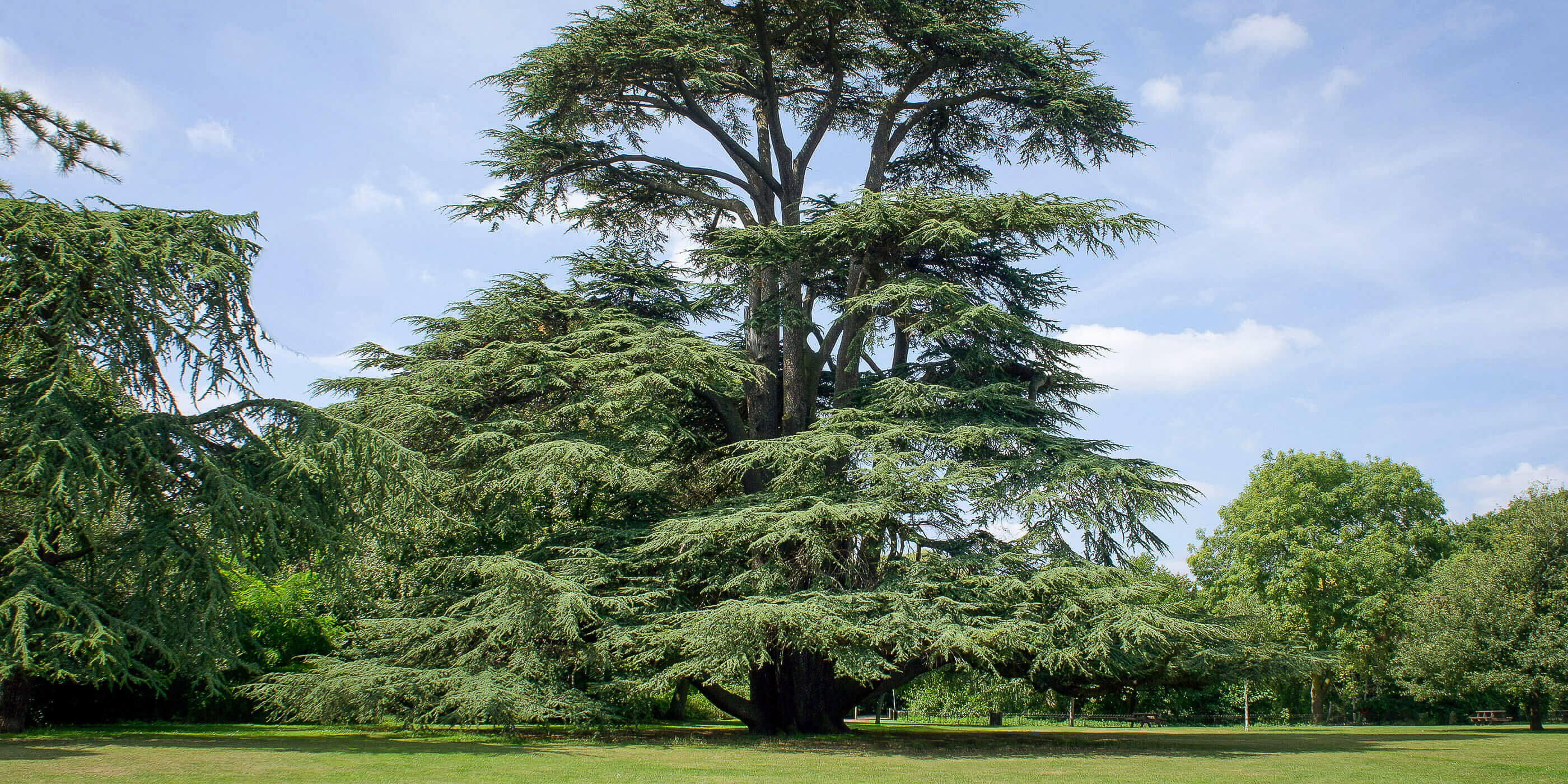 Cedar tree in a park