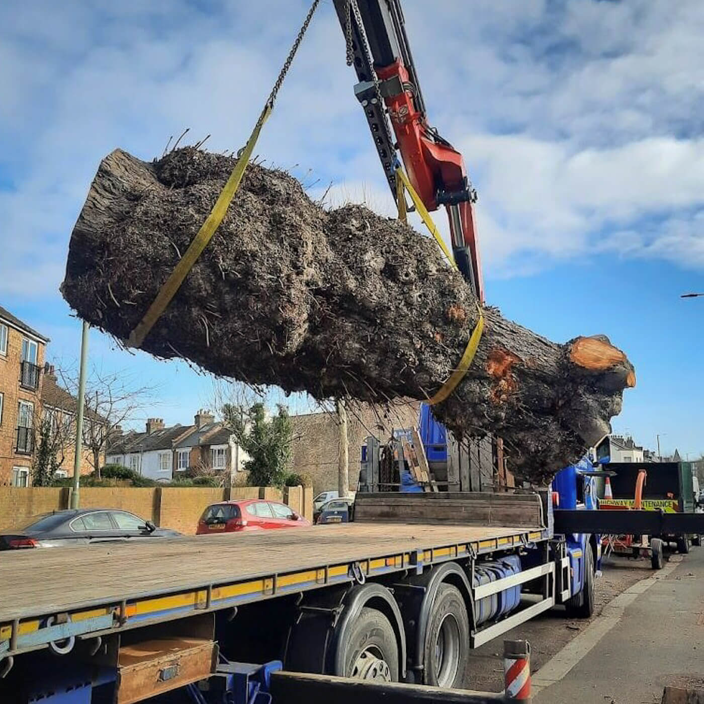 Felled horse Chestnut tree trunk being loaded onto lorry with crane 