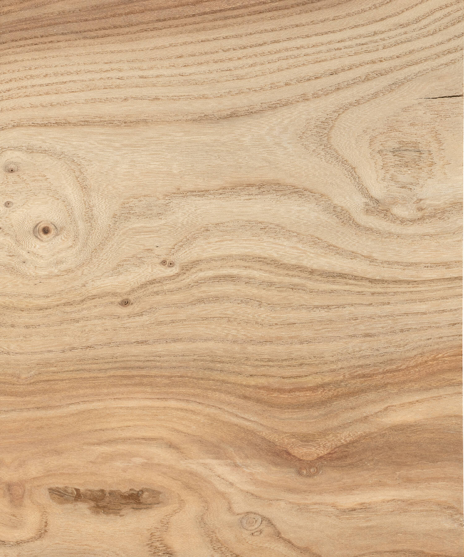 Unoiled elm timber close up