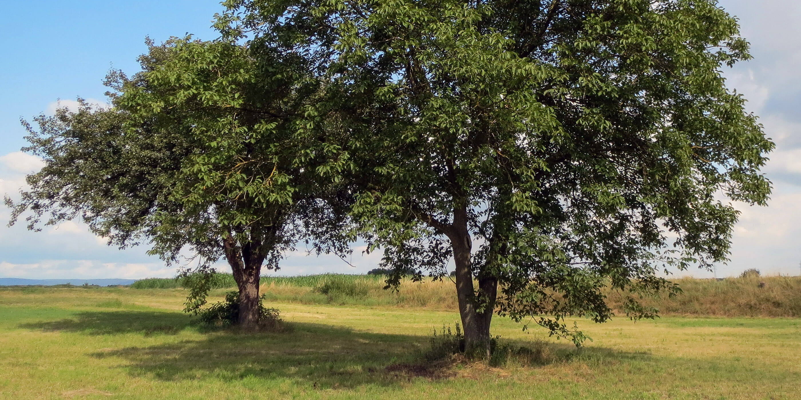 English walnut tree