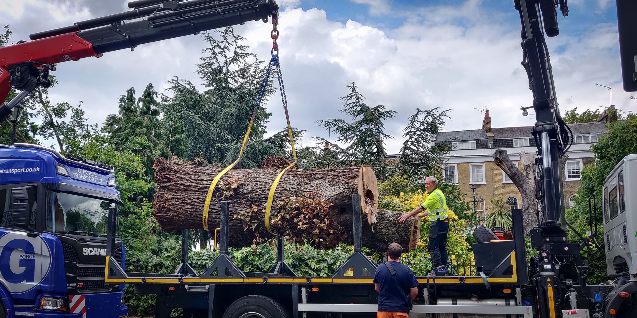 An elm tree being loaded onto a lorry in Gibson Square London