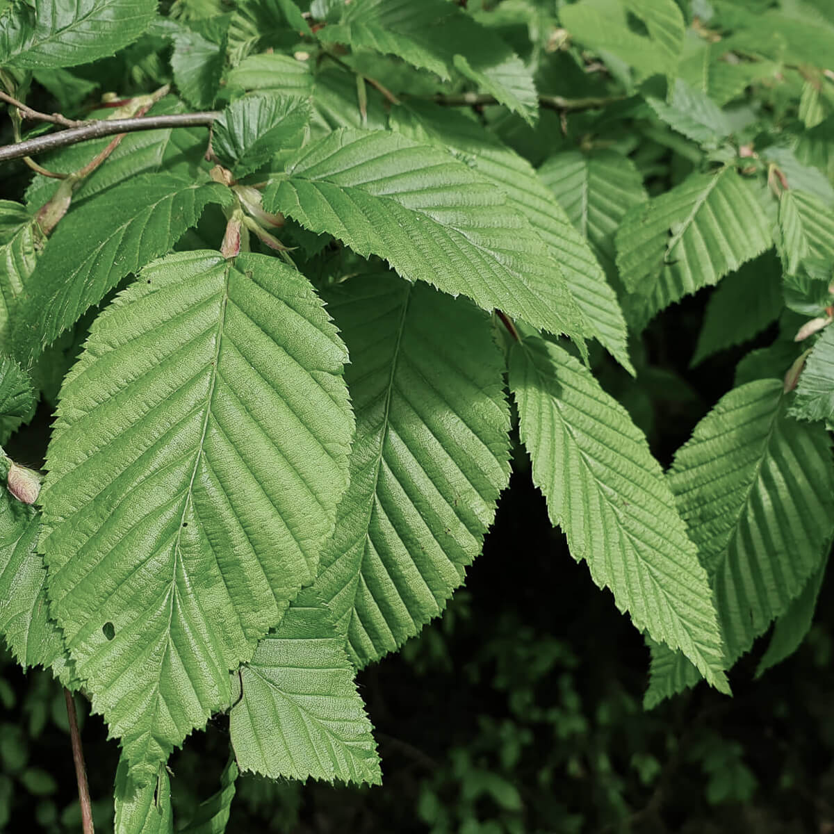 Hornbeam leaf