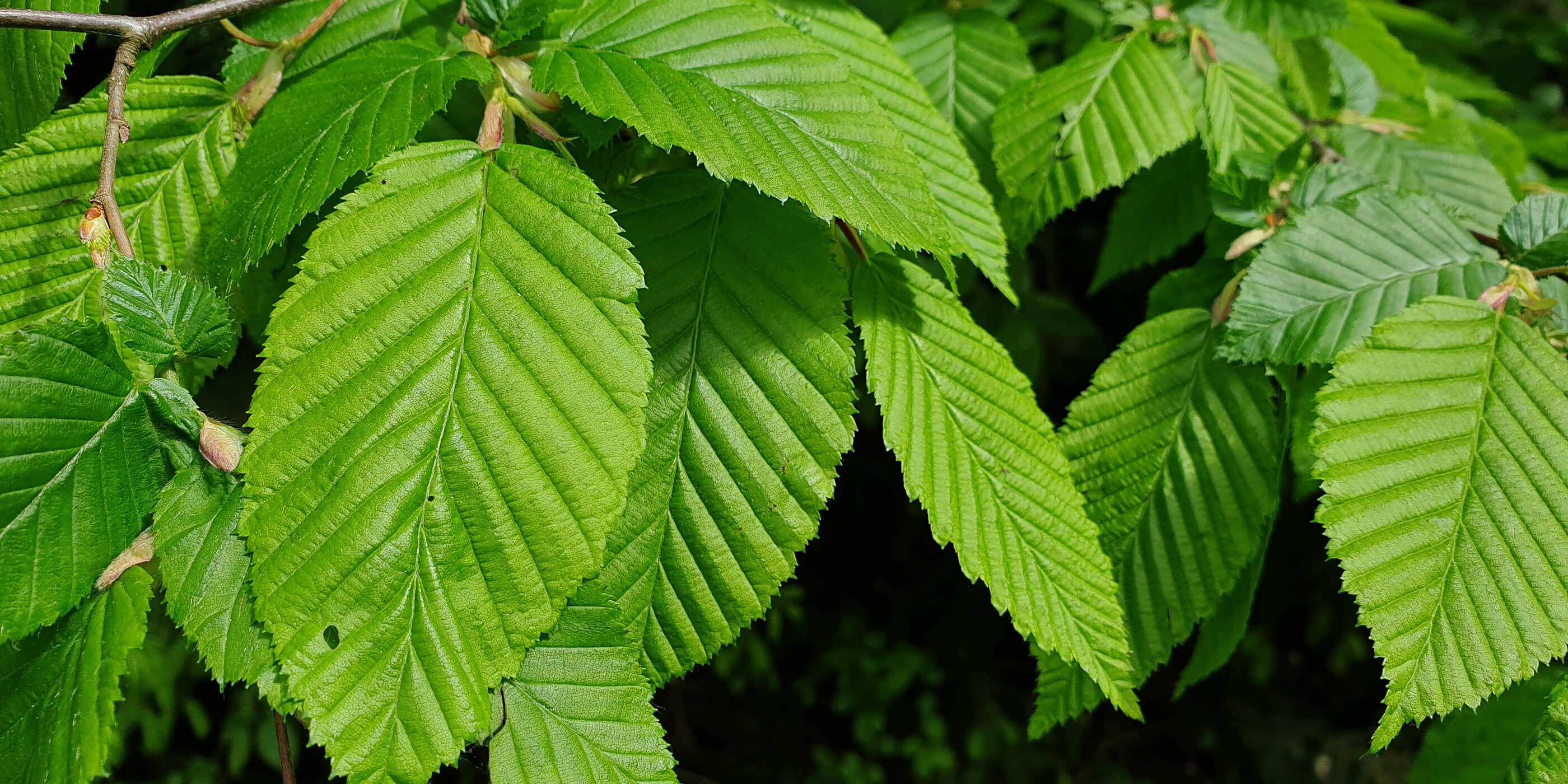 Hornbeam leaf