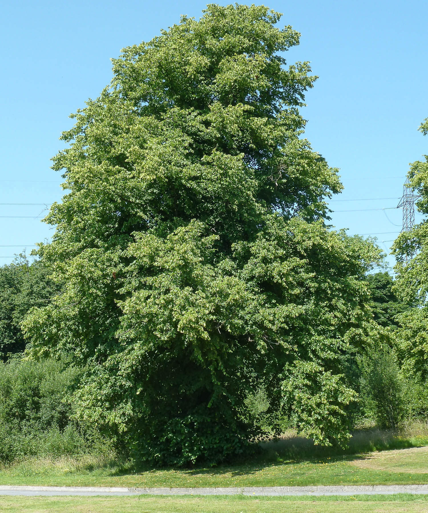 Common lime tree