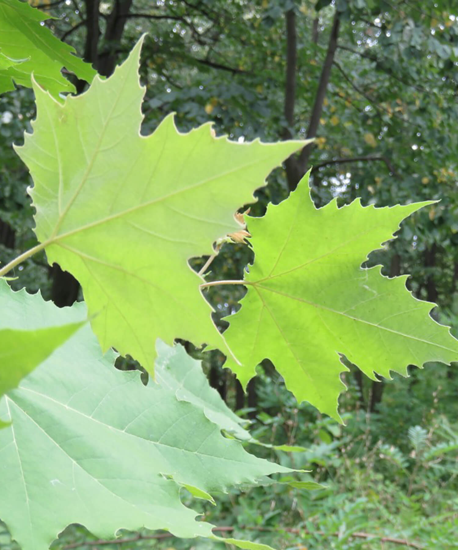 London plane tree leaves