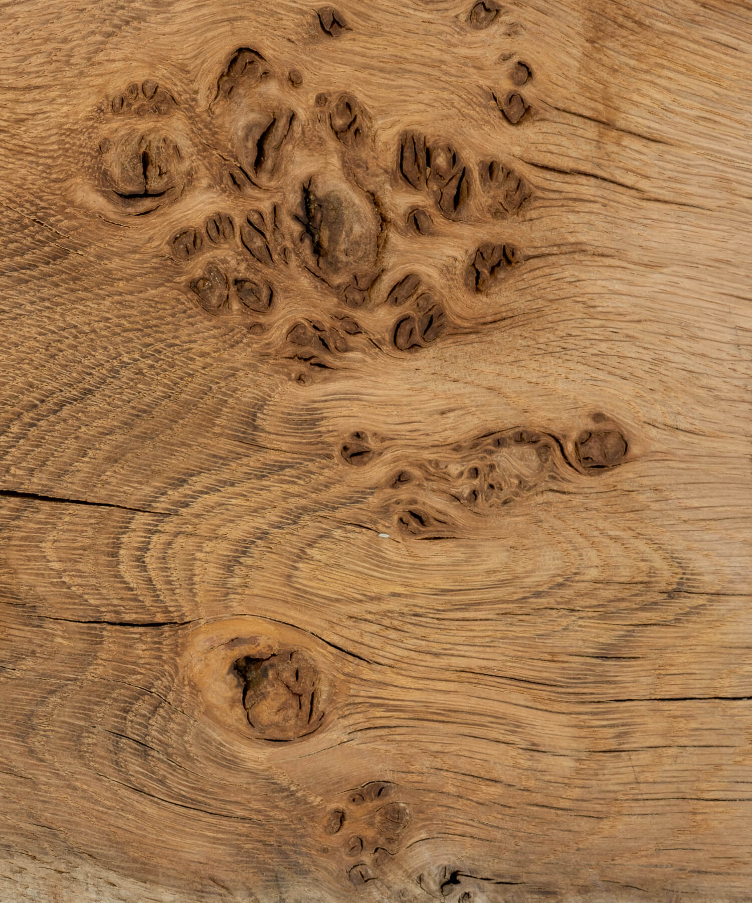 unoiled pippy oak timber grain close up