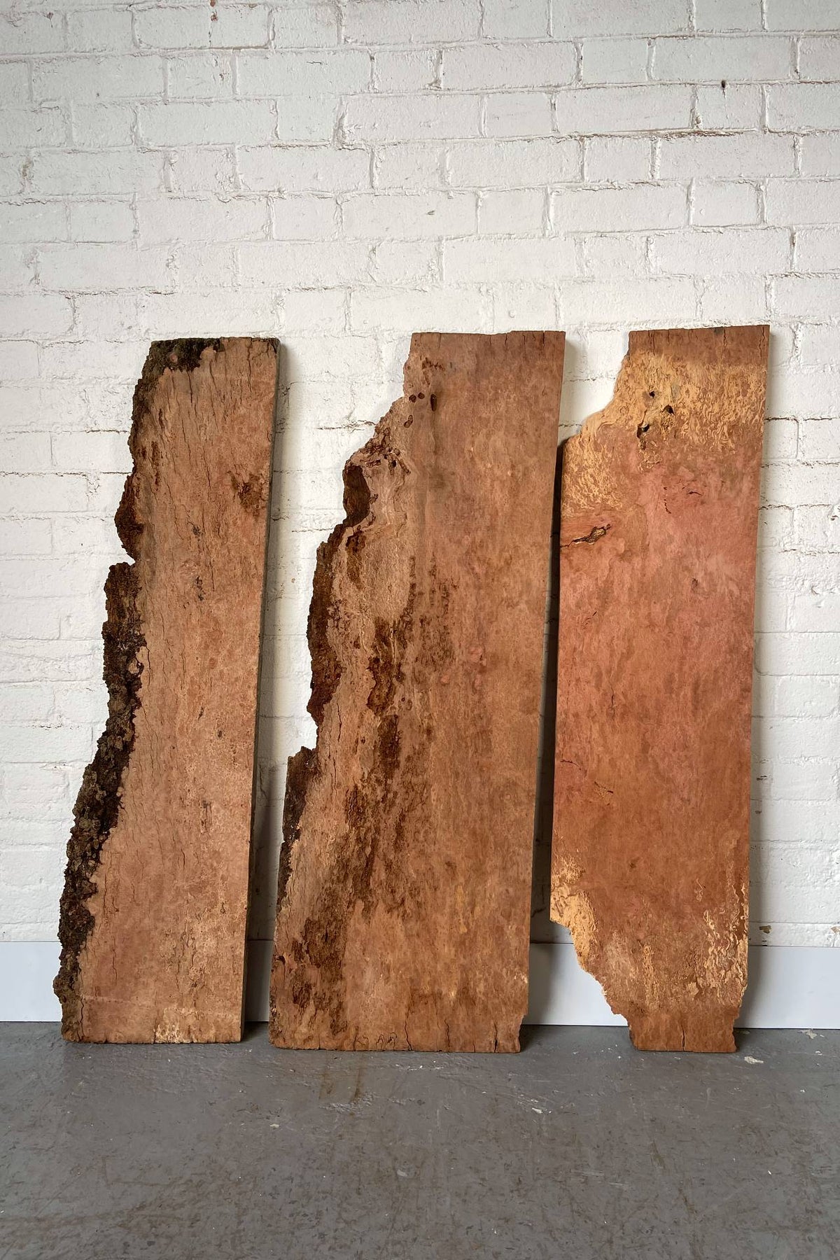 London Plane - Pip, Burr Boards