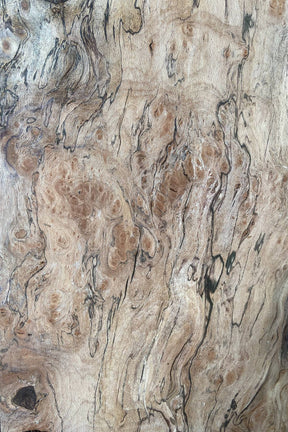 London Plane - Spalted Pippy Burr