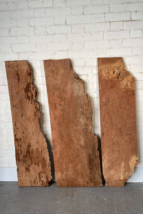 London Plane - Pip, Burr Boards