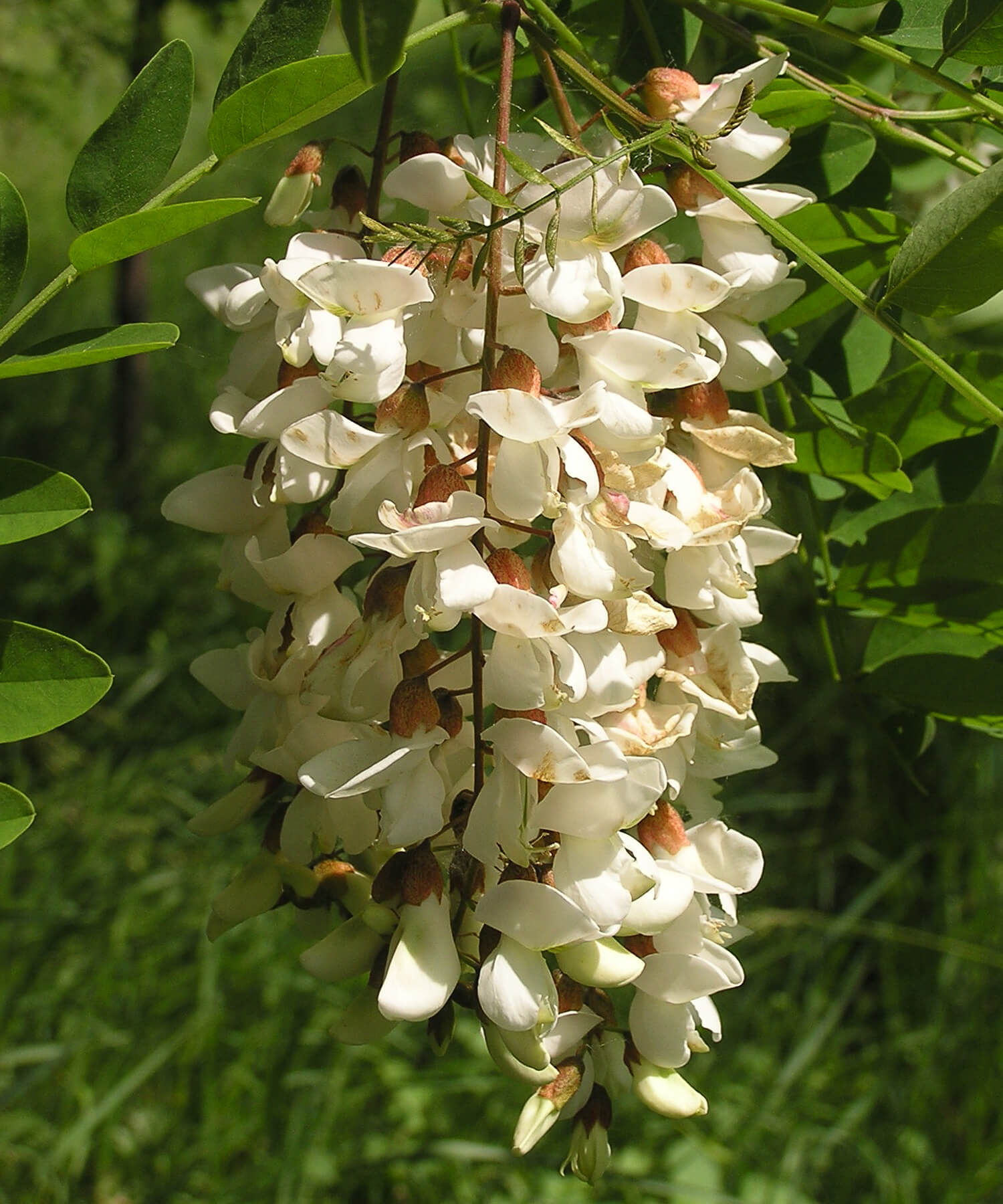 Robinia flowers 