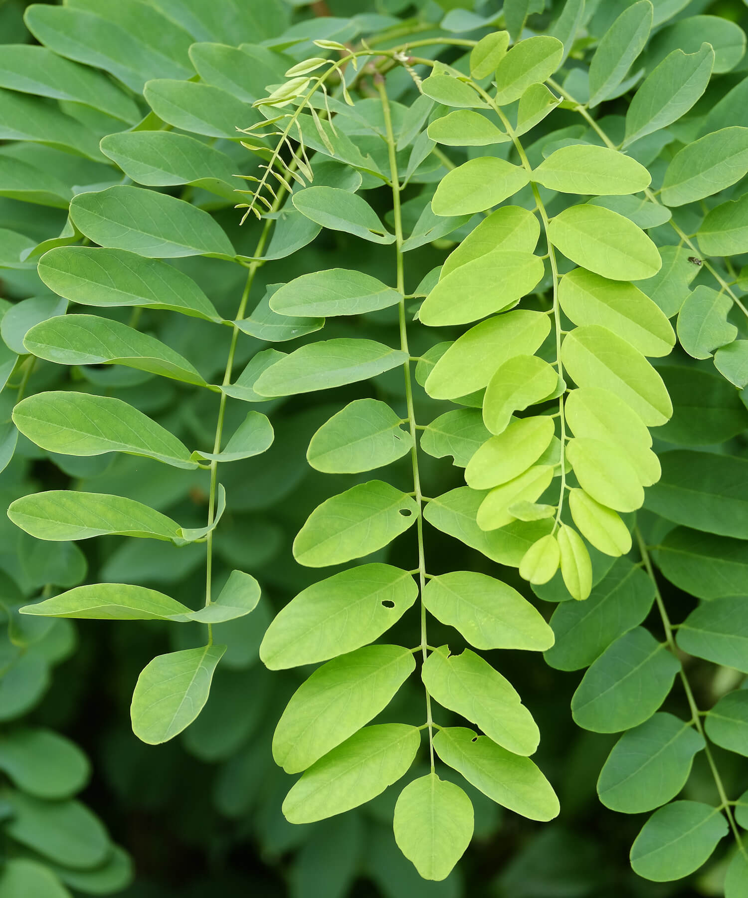 Robinia leaves