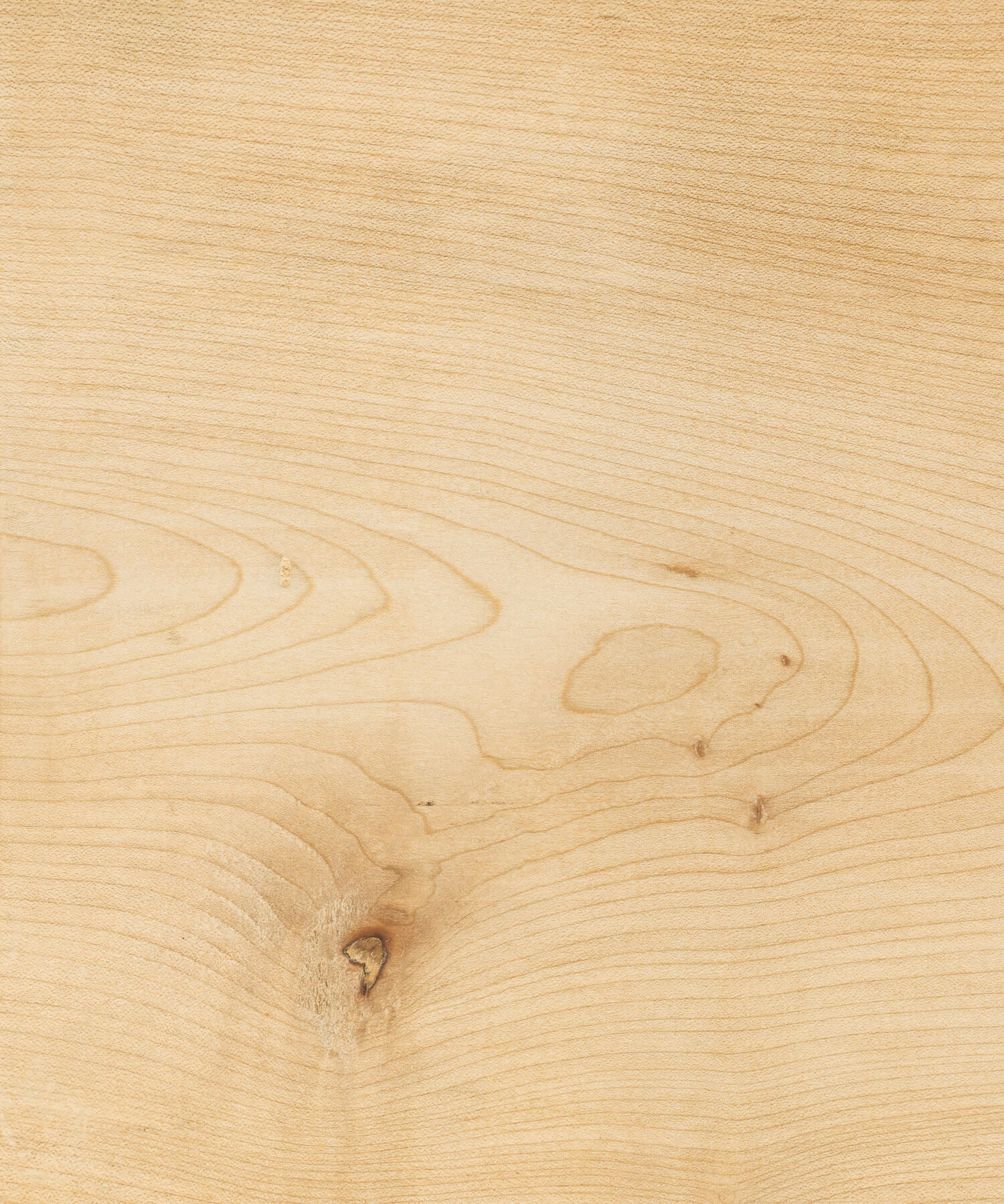 Oiled sycamore timber close up