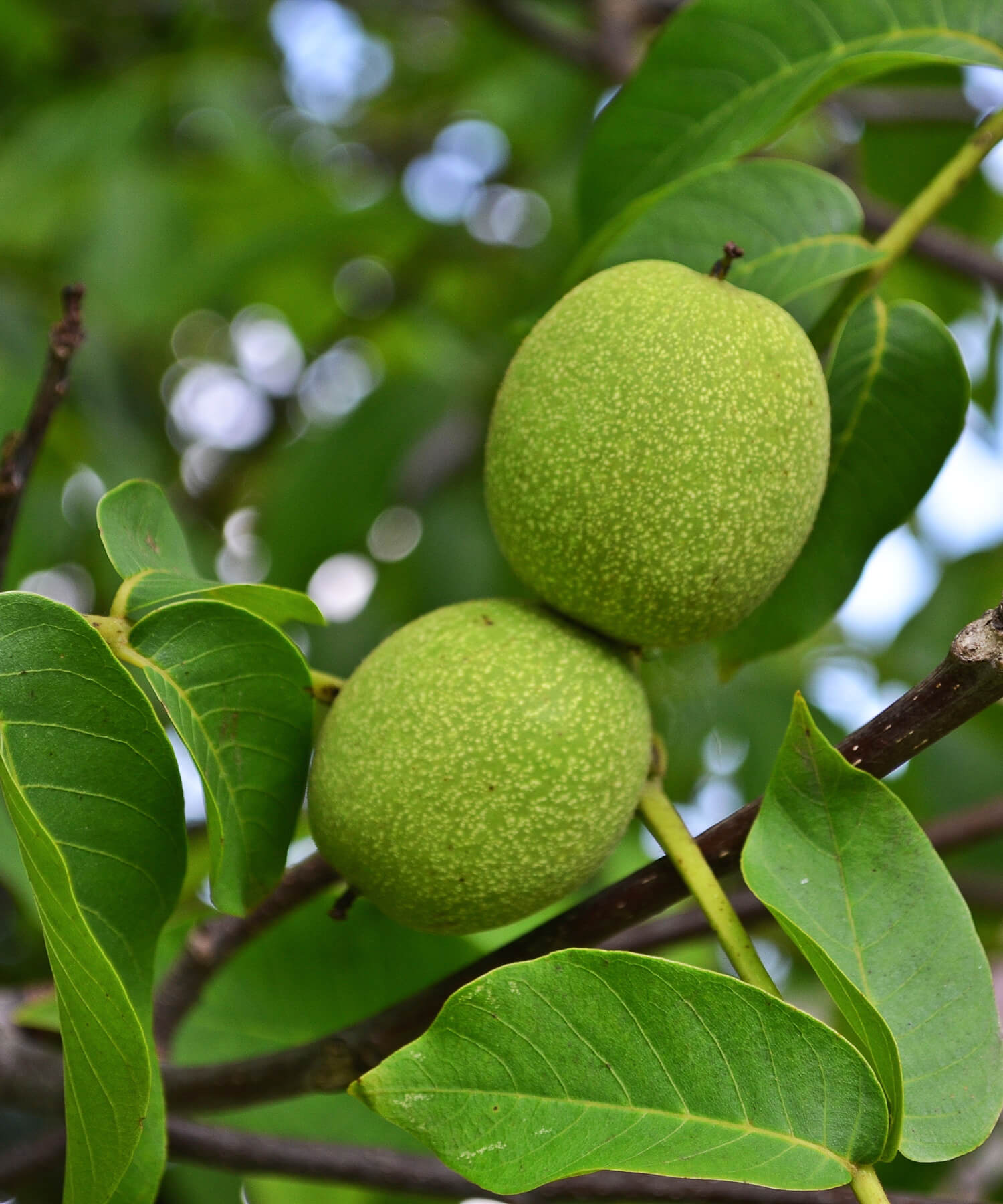 English walnut tree