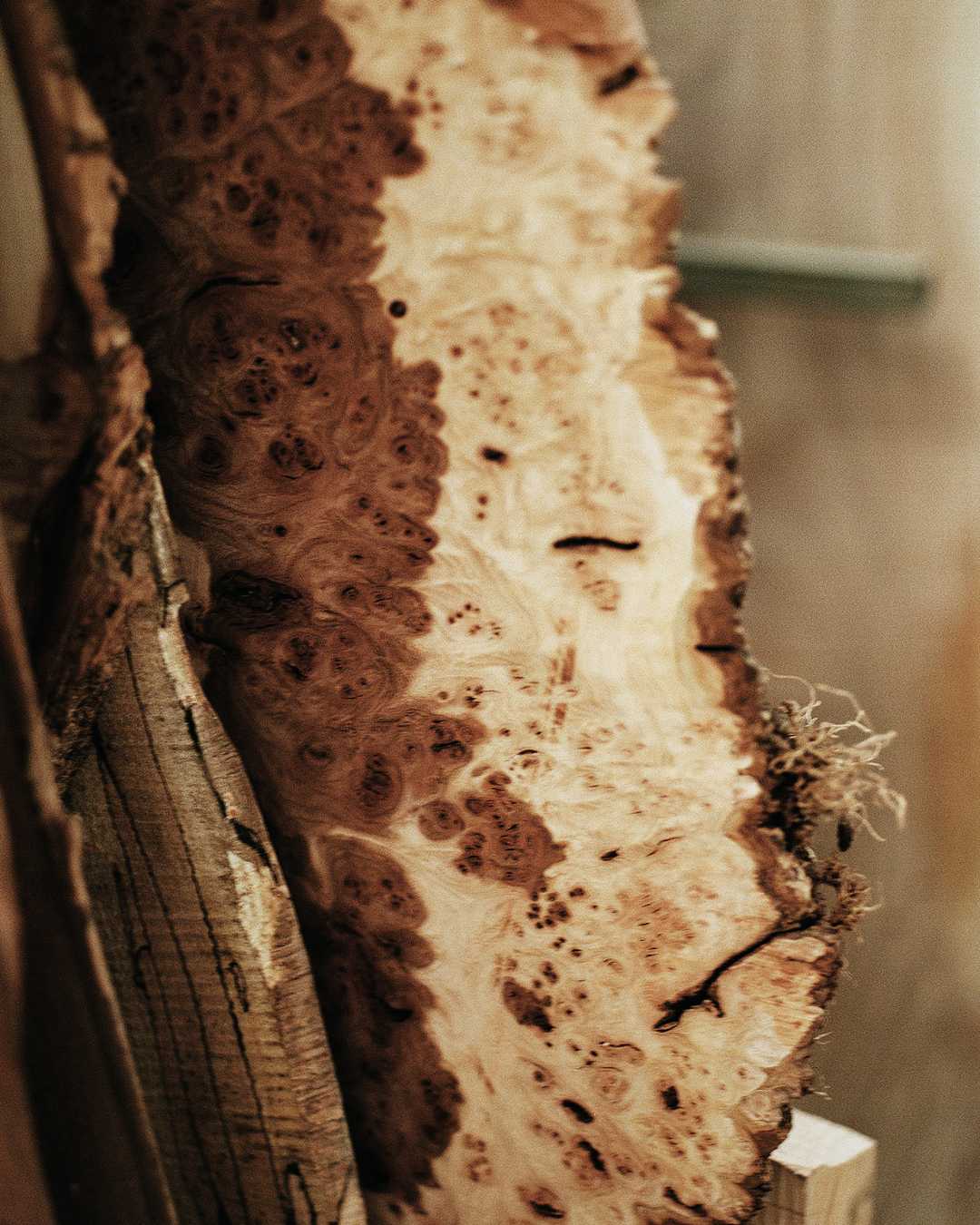Close-up of English hardwood burr grain – Essex timber yard
