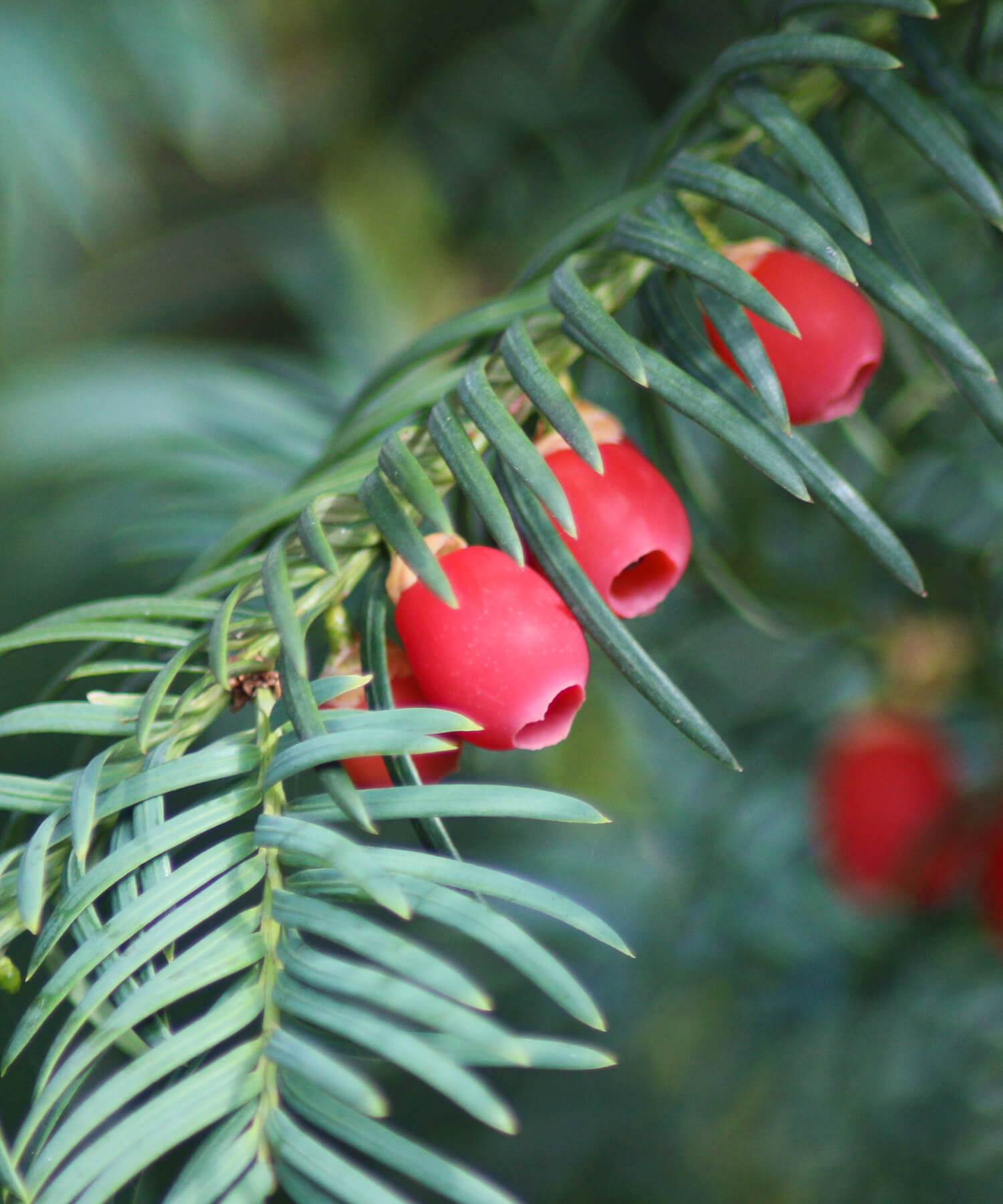 Yew leaves and fruit