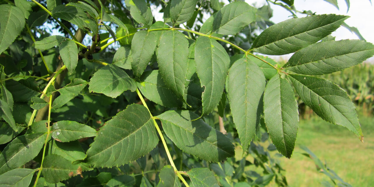 ash leaves