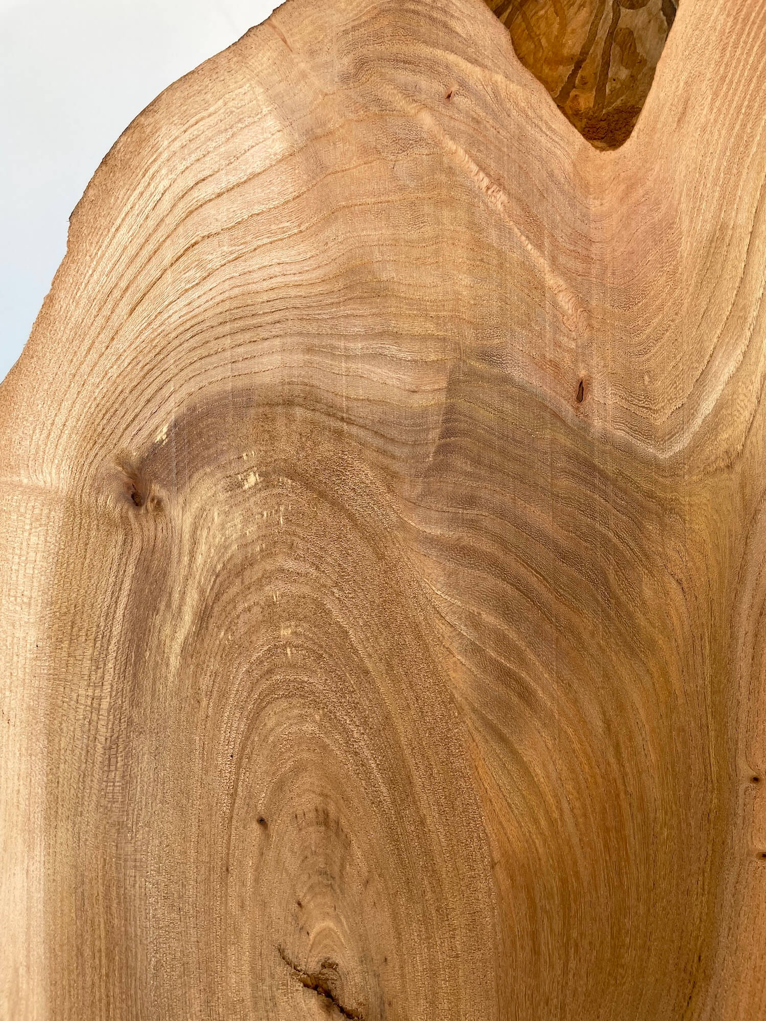 Elm - Double Waney Edge Pair