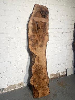 Elm - Pippy Burr Boards