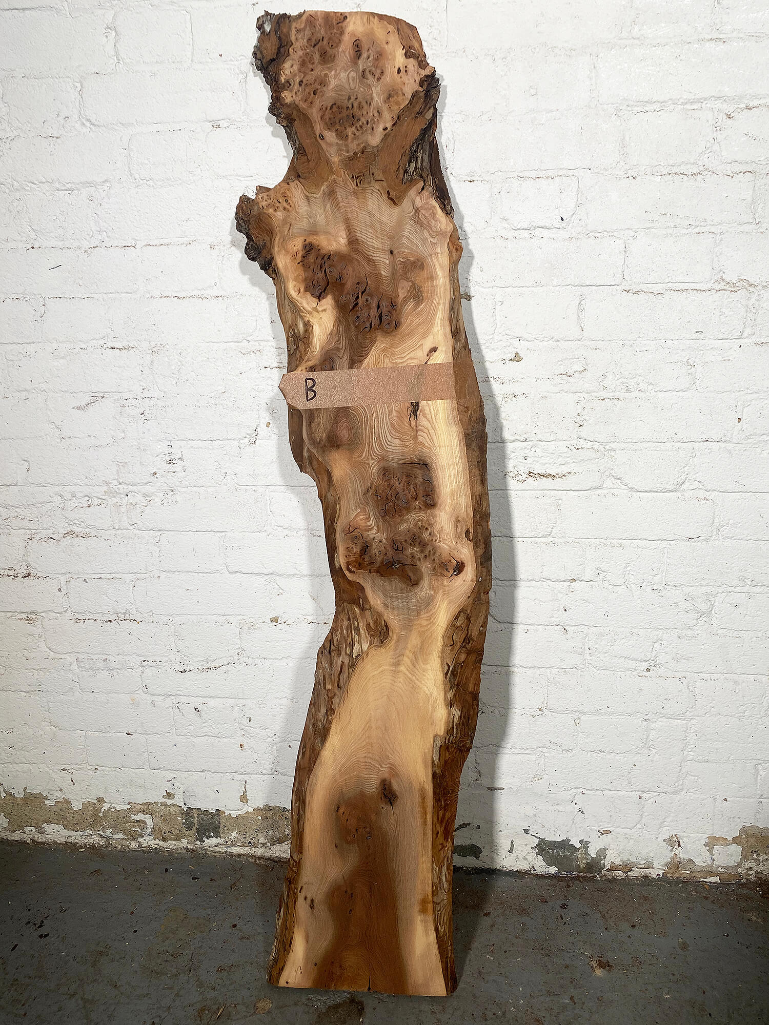 Elm - Pippy Burr Boards