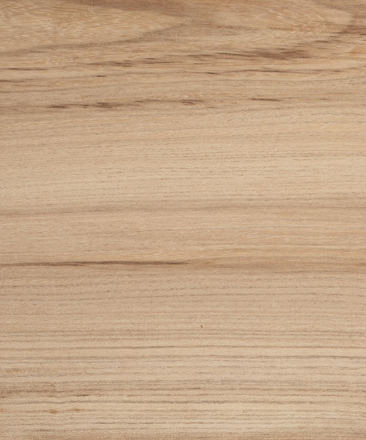 Elm timber Fallen and Felled English Hardwood Timber Merchant