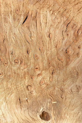 London Plane - Burr Board