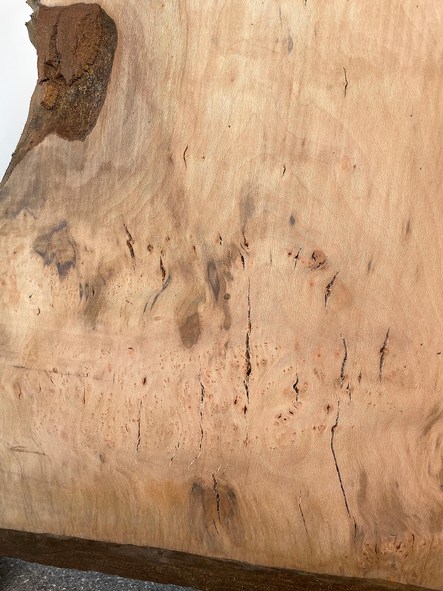 London Plane - Burr Pair