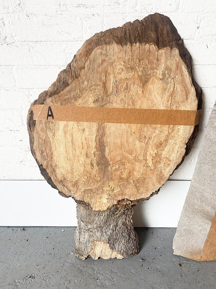 London Plane - Character Boards