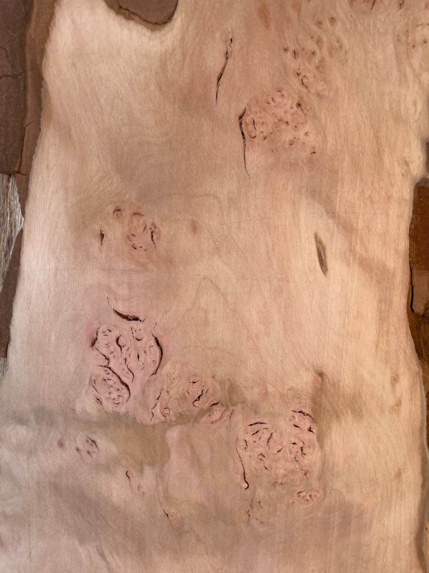 London Plane - Lacewood Board