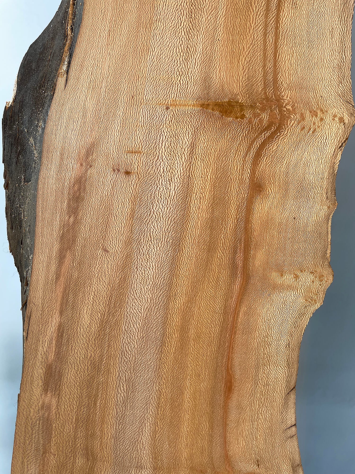 London Plane - Lacewood Boards